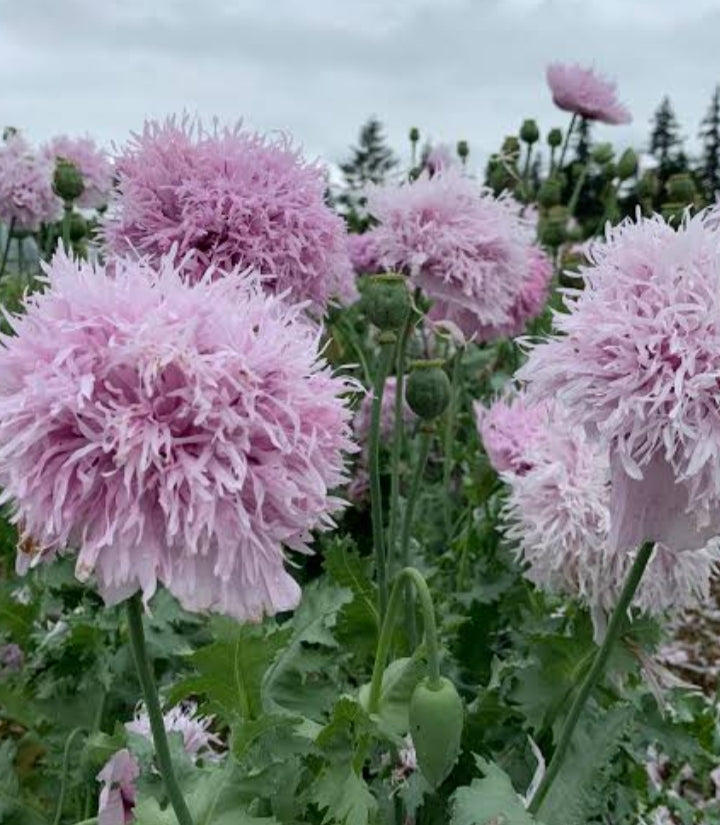 Poppy Bundle Two — Pompom & Wildflower Collection