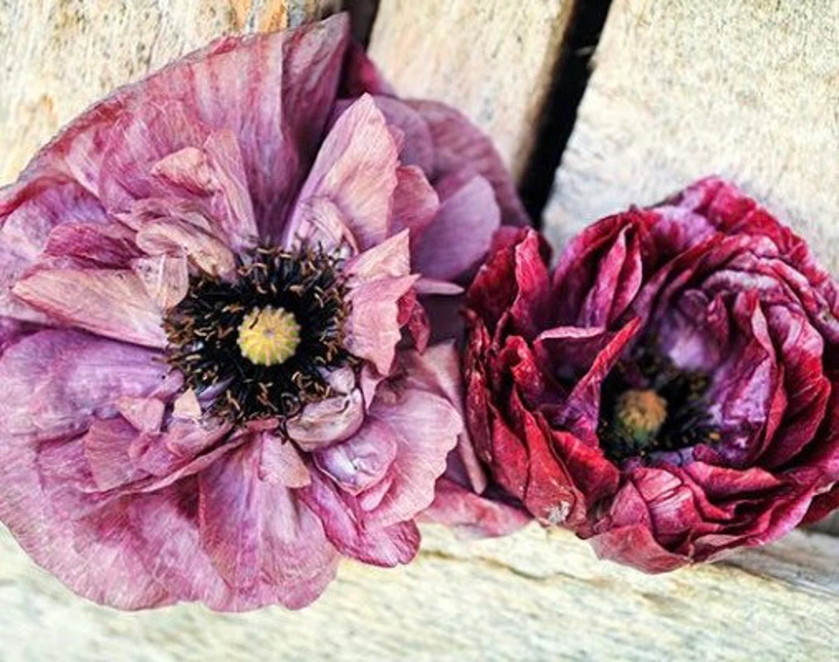 Poppy Bundle One — Peony Collection