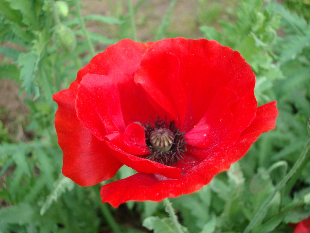 Red Flanders Poppy Seeds — Papaver rhoeas