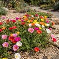 Portulaca grandiflora Mix growing in a sunny garden edging