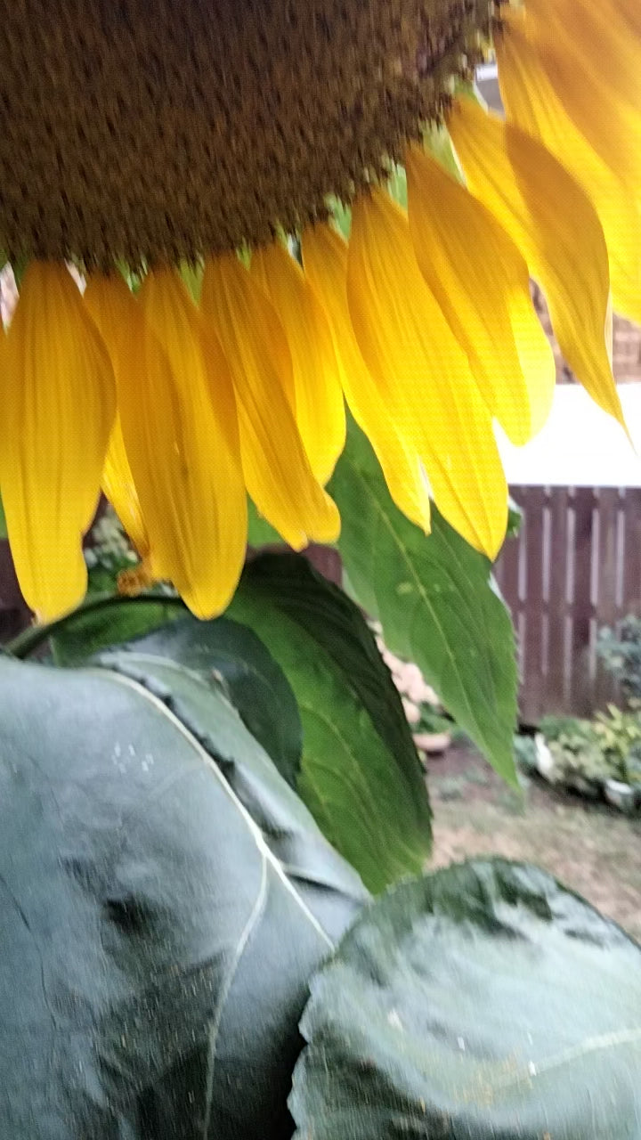 Sunflower Seeds — Helianthus annuum Russian Giants