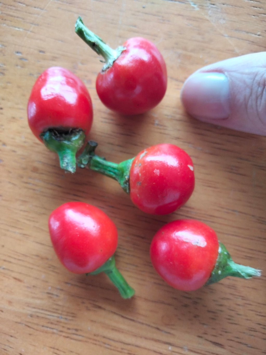 Cascabel Chilli Seeds — Capsicum annuum