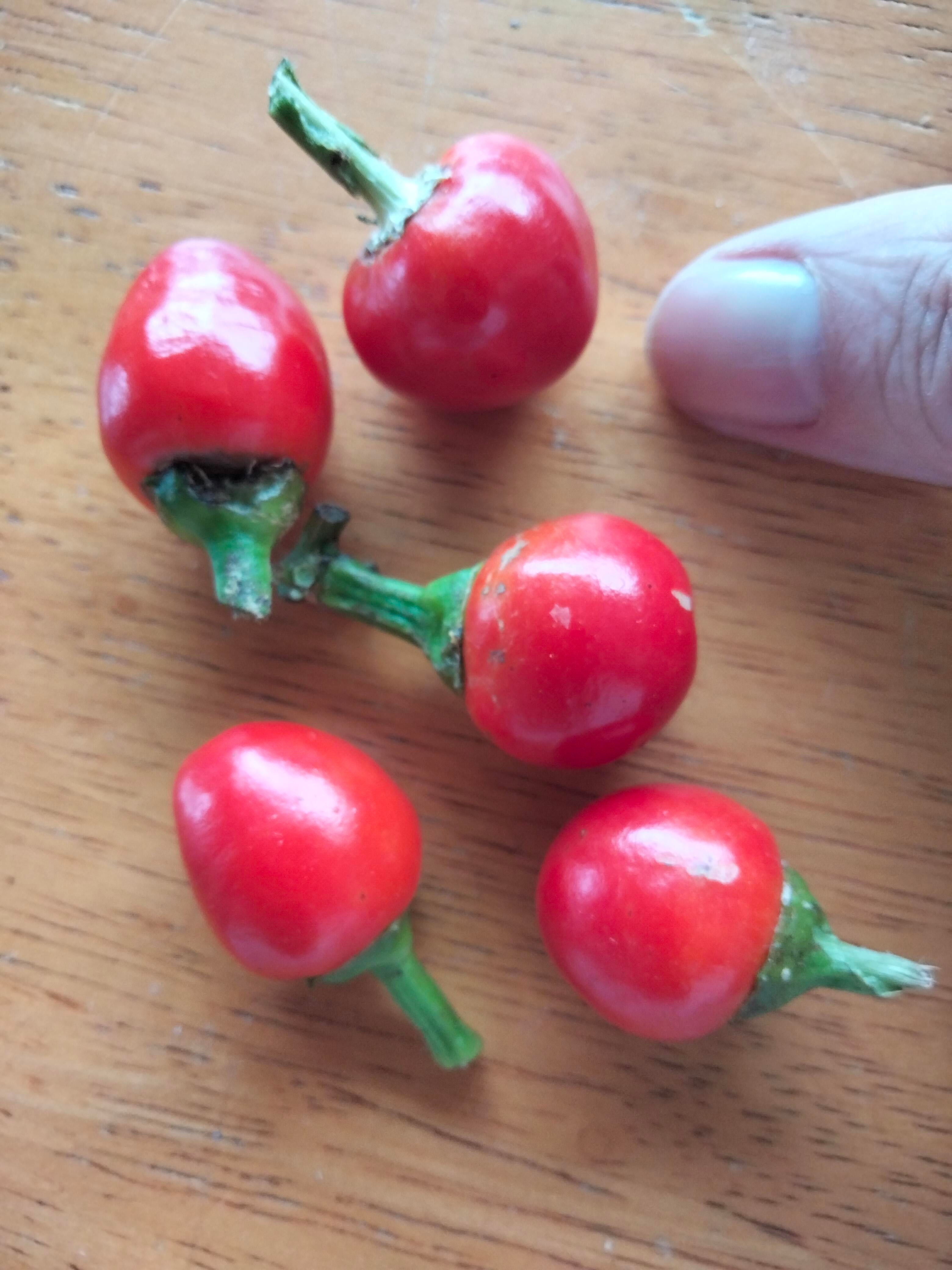 Cascabel Chilli Seeds — Capsicum annuum