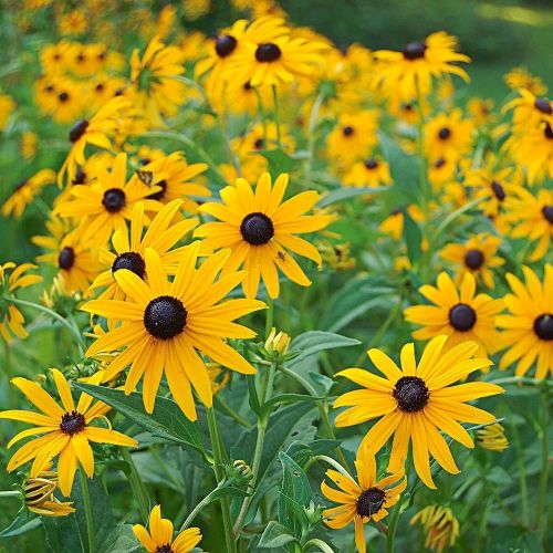Black-Eyed Susan Seeds — Rudbeckia fulgida Goldsturm