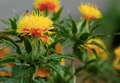 Safflower Seeds – Carthamus tinctorius