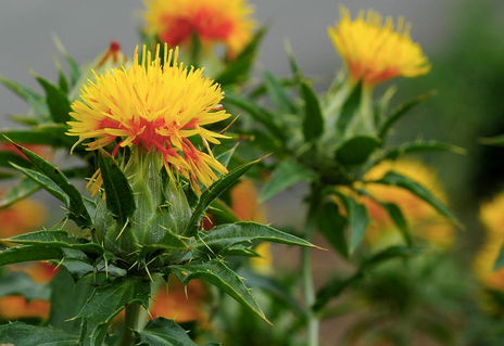 Safflower Seeds – Carthamus tinctorius