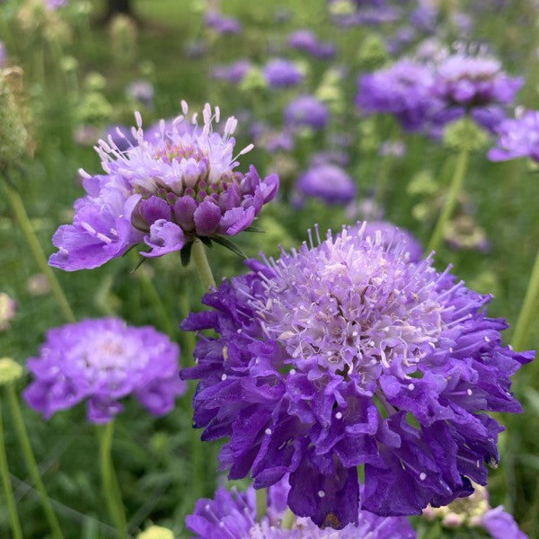 The Scabiosa Bundle