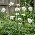 Scabiosa atropurpurea Snow Maiden in a softly lit cottage garden