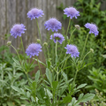 Scabiosa Oxford Blue in a softly lit cottage garden