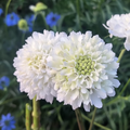 Scabiosa Snow Maiden Real