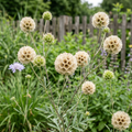 Scabiosa stellata with papery star-patterned seed heads