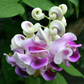 Snail Vine Seeds — Vigna caracalla