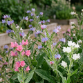 Square Echium Cottage Charm with blue, pink and white blooms against a deeper green background