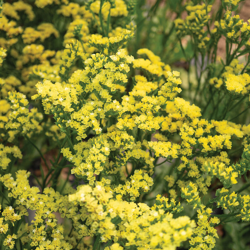 Statice Forever Moonlight Seeds — Limonium sinuatum