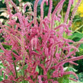 Pink Pokers Seeds — Limonium suworowii