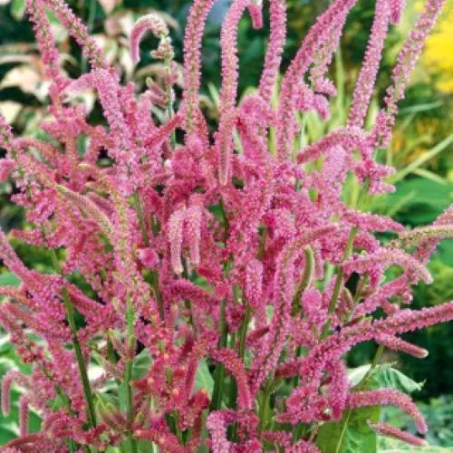 Pink Pokers Seeds — Limonium suworowii