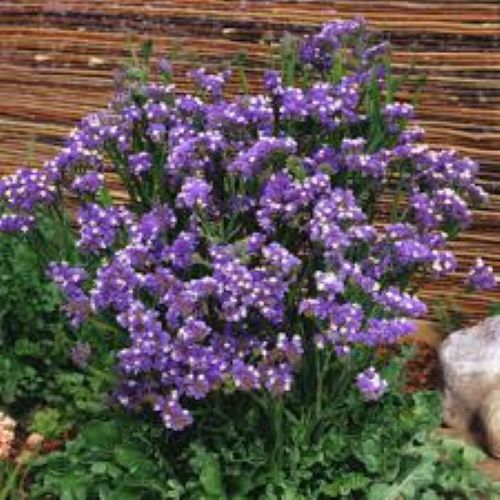 Statice Sky Blue Seeds — Limonium sinuatum