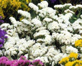 Statice White Seeds — Limonium sinuatum