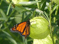 Swan Plant Seeds — Asclepias fruticosa