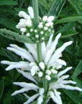 Lion's Tail Alba Seeds — Leonotis leonurus